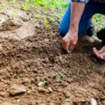Read more about the article Home Gardening Made Easy-Saving Money and Benefits