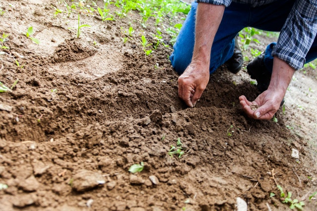 Home Gardening Made Easy- Money Saving and Benefit